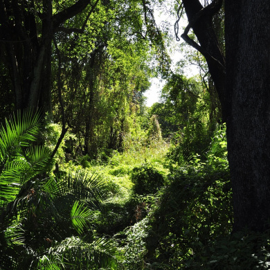 Zimbabwe
