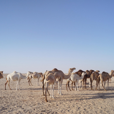 Mauritania