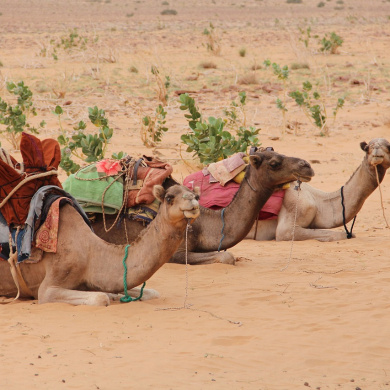 Mauritania