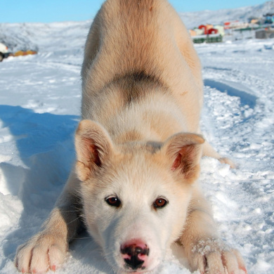 Greenland