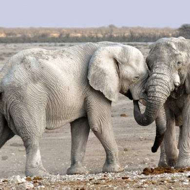 Namibia