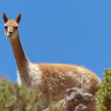 Bolivia
