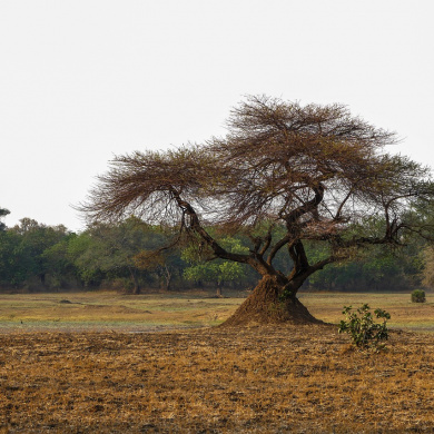 Zambia