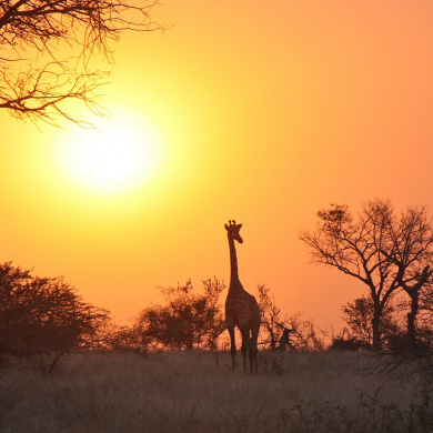 Zambia